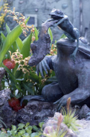 Granita's resident frogs Granita's resident frogs